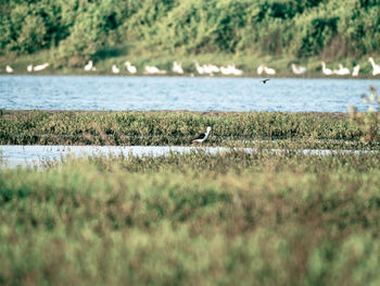 View of birds on beach