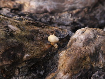 Close-up of mushrooms on wood