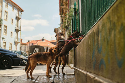Dogs in a city 