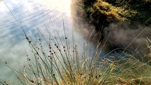 Close-up of grass by lake against sky