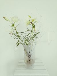 Plant in vase