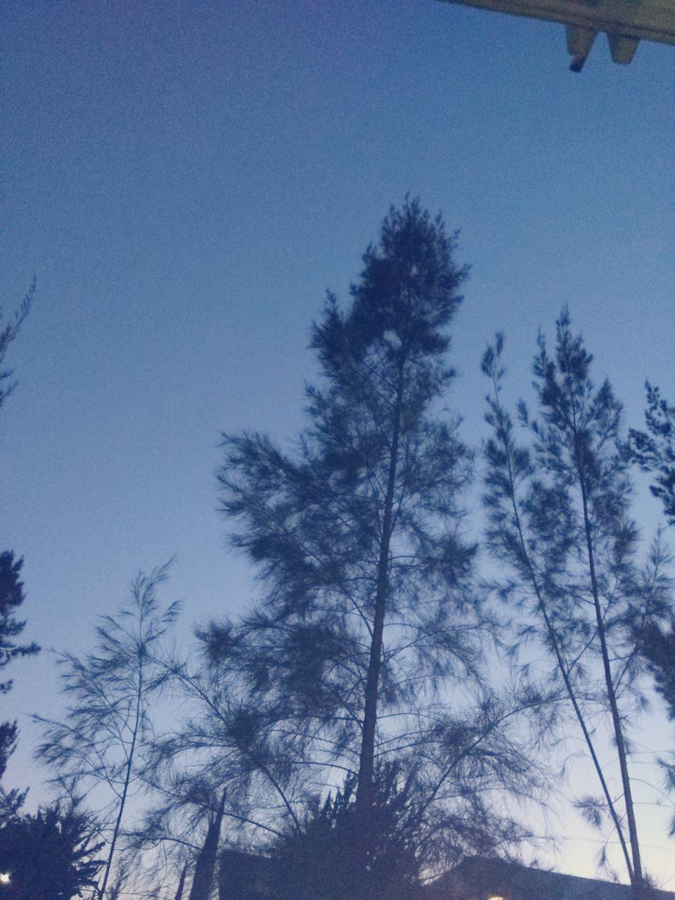 tree, low angle view, clear sky, nature, growth, sky, outdoors, no people, blue, beauty in nature, day, forest