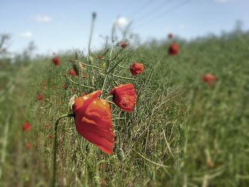 Close-up of red poppy flower