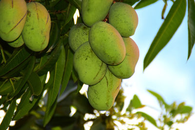 Low angle view of fruits growing on tree