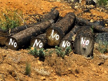 Burned trees