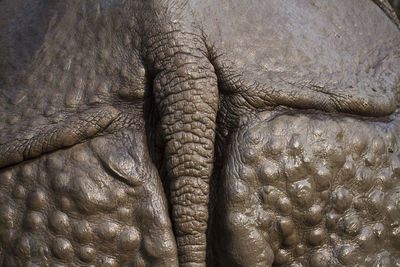 Close-up of elephant in zoo