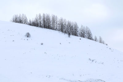 Trees on snow covered landscape against sky