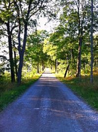 Road passing through trees