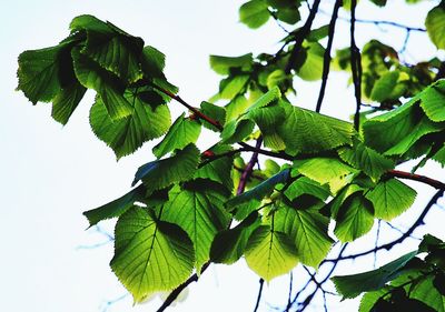 Low angle view of green leaves against sky