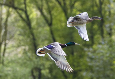 Bird flying against trees
