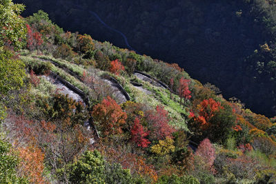 Trees in forest during autumn