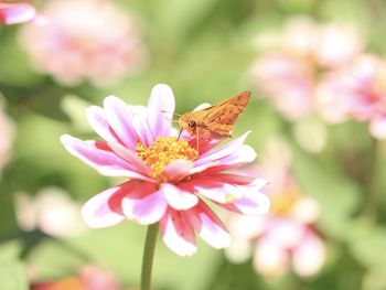 Close-up of butterfly pollinating on pink flower