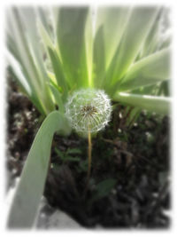 Close-up of dandelion growing in field