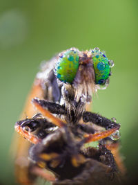 Close-up of insect on flower