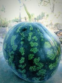 Close up of green plant