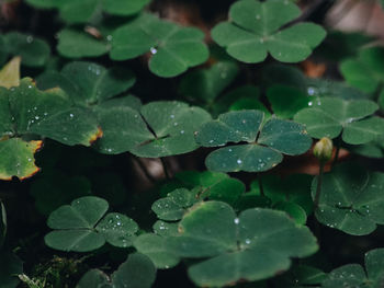 Close-up of raindrops on leaves