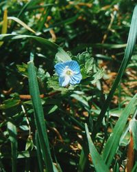 Close-up of fresh white flowers blooming in plant