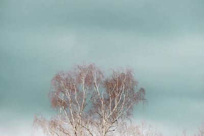 Low angle view of bare tree against sky