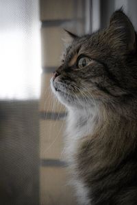 Close-up of a cat looking away