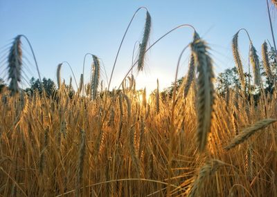 Close-up of wheat growing on field against sky