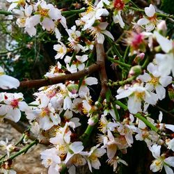 Close-up of apple blossoms in spring