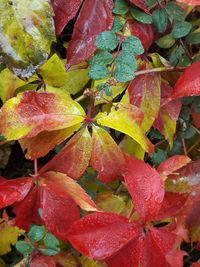 Close-up of wet red plant