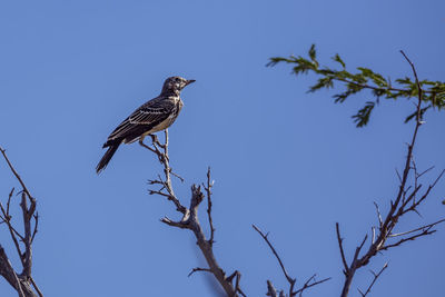 Low angle view of bird perching on tree against clear sky