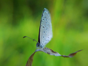 Close-up of insect on leaf