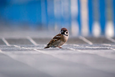 Close-up of bird perching on wood