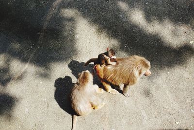 High angle view of monkey with infants on road