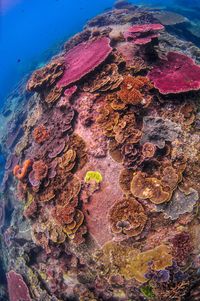 Close-up of rock in sea