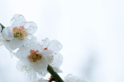 Close-up of white flowers