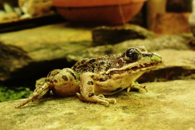 Close-up of frog on rock