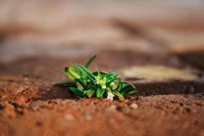 High angle view of plant growing on field