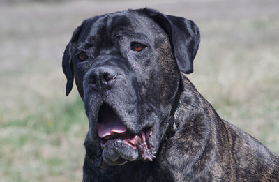 Close-up portrait of dog