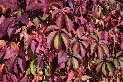 Full frame shot of pink flowering plants