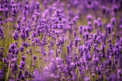 Close-up of purple flowers blooming in field