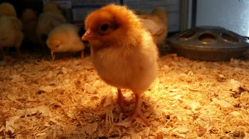 Close-up of baby chickens in coop