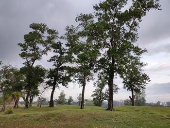 Trees on field against sky