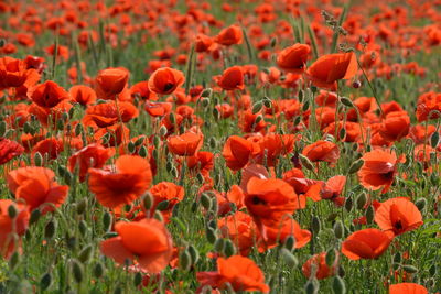 Close-up of red poppy flowers