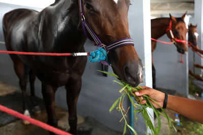 Horses in a horse