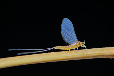 Close-up of insect over black background