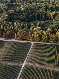 High angle view of agricultural field against trees