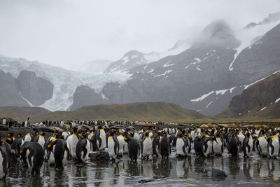 Penguins at beach against snowcapped mountains