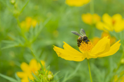 Close-up of bee pollinating on yellow flower