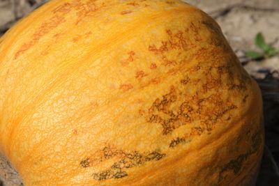 Close-up of pumpkin