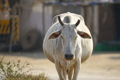 Portrait of cow