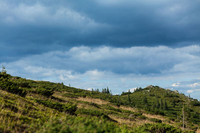 Scenic view of trees on field against sky