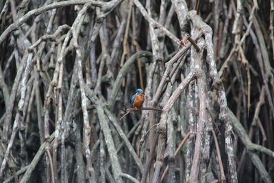 Close-up of bird perching on tree trunk