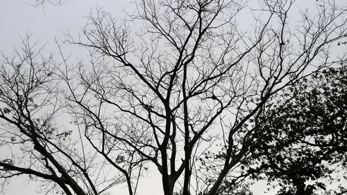 Low angle view of bird on tree against sky